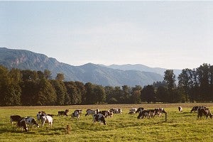 Photo of cows in an Oregon field with mountains in the background