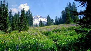 wildflower meadow, pine trees, snow-capped peak