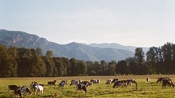 Photo of cows in an Oregon field with mountains in the background